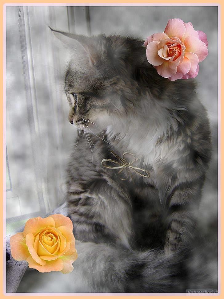 Blanding af racer MCO/NFO - Sorte billede 1