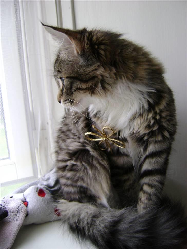 Blanding af racer MCO/NFO - Sorte billede 2