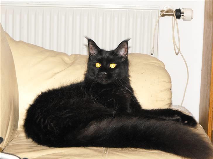 Maine Coon CH vom Stolzensee Yill billede 6