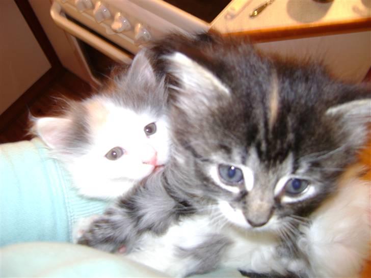 Blanding af racer MCO/NFO - Sorte billede 3