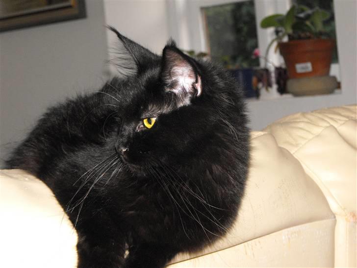 Maine Coon CH vom Stolzensee Yill billede 7