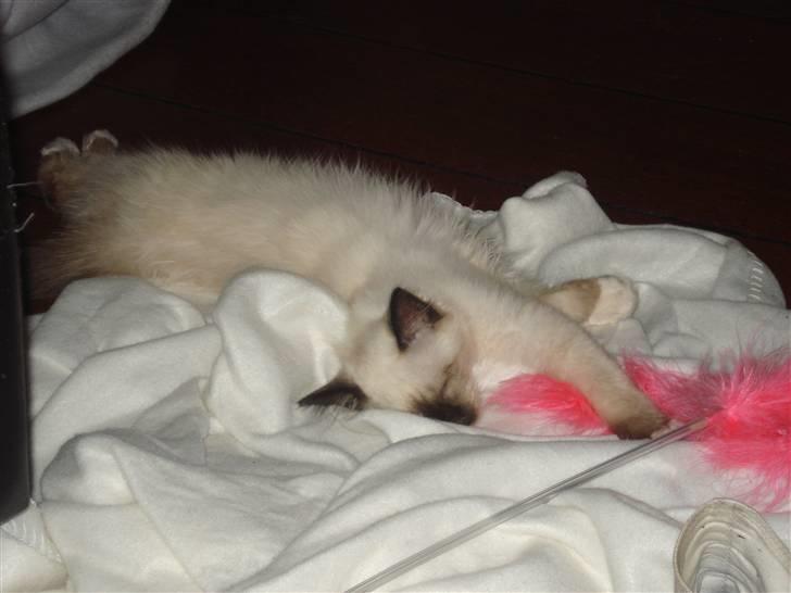 Hellig Birma Joshua The Prince billede 2