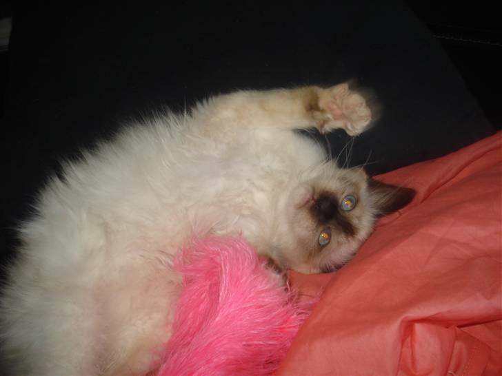 Hellig Birma Joshua The Prince billede 3