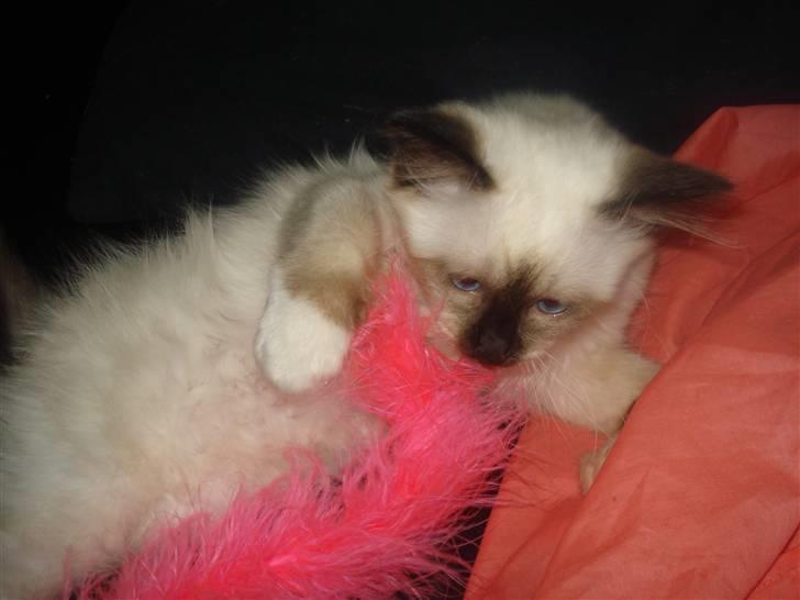 Hellig Birma Joshua The Prince billede 4