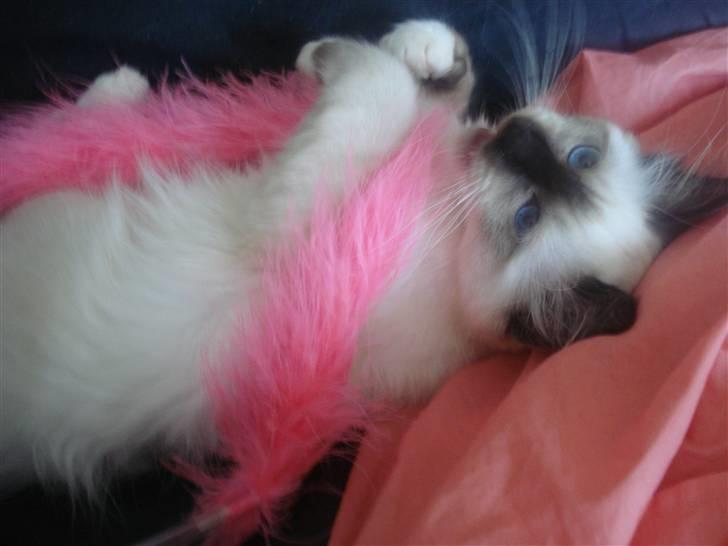 Hellig Birma Joshua The Prince billede 5