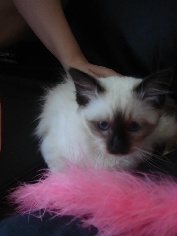 Hellig Birma Joshua The Prince billede 6