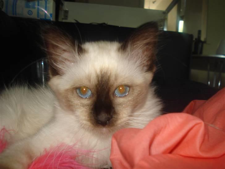 Hellig Birma Joshua The Prince billede 7