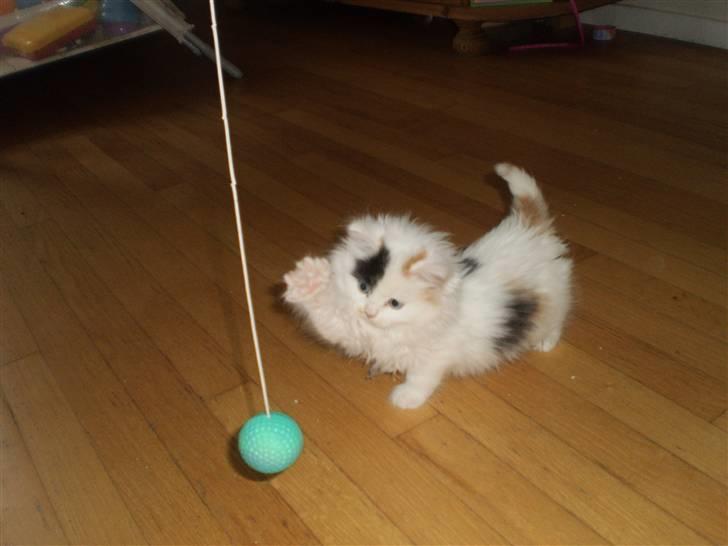 Huskat Shanty billede 1