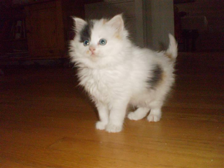 Huskat Shanty billede 2