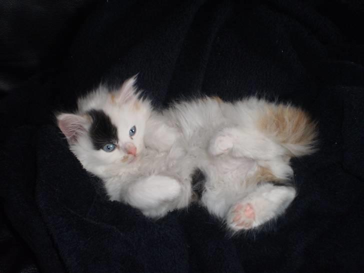 Huskat Shanty billede 3