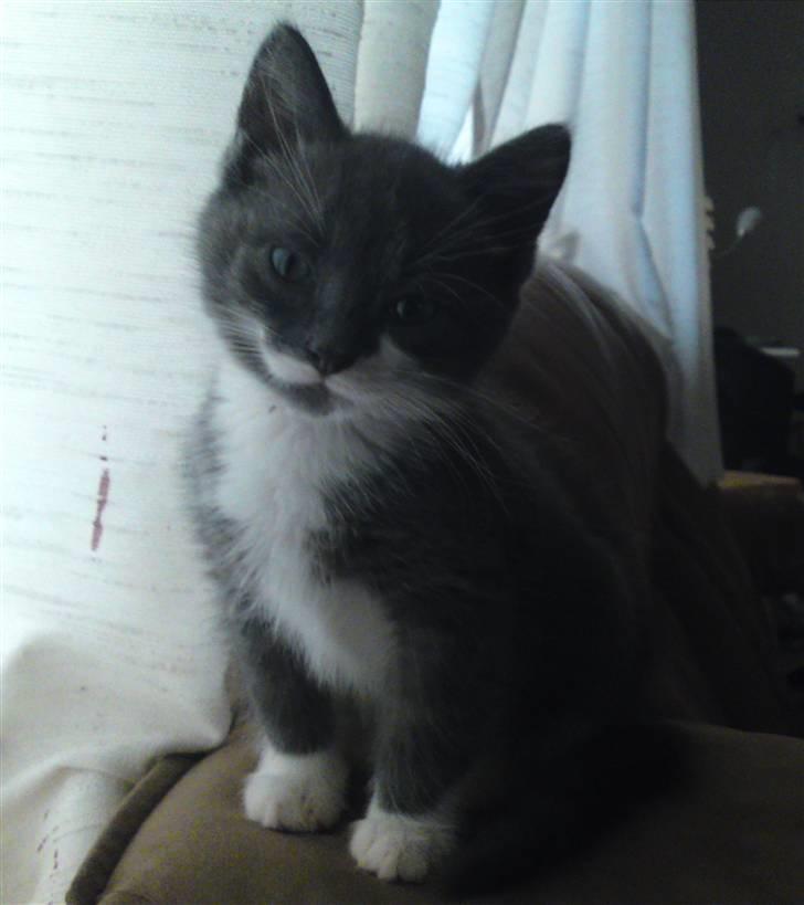 Huskat Laban ( Solgt )  - Velkommen, her kan i se og læse om mig [: billede 1