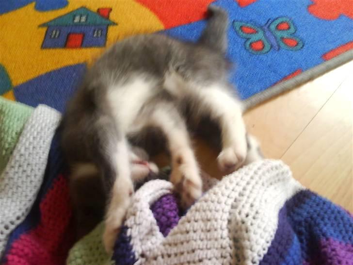 Huskat Laban ( Solgt )  billede 2