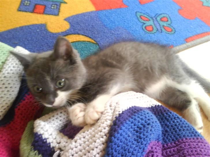 Huskat Laban ( Solgt )  billede 3