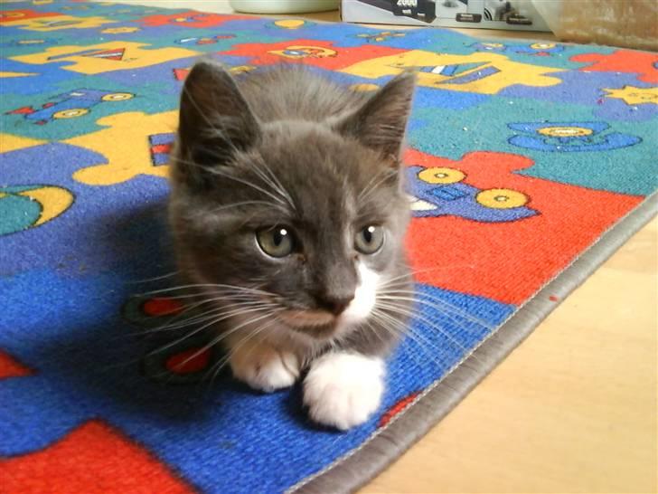 Huskat Laban ( Solgt )  billede 4