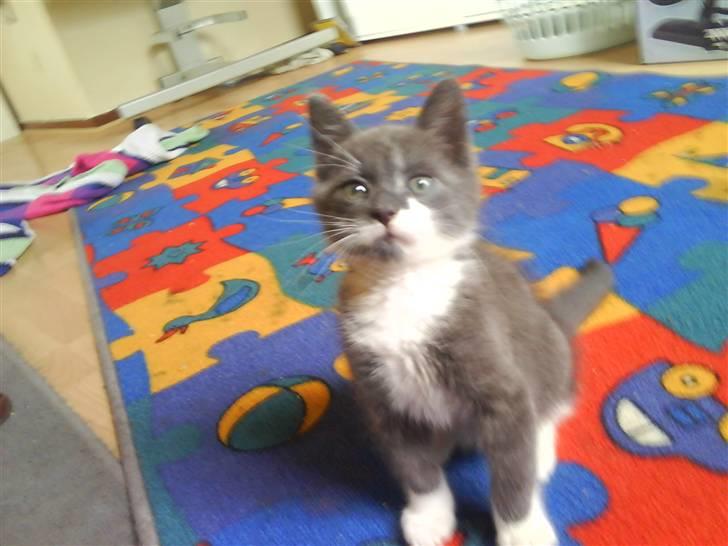 Huskat Laban ( Solgt )  billede 5