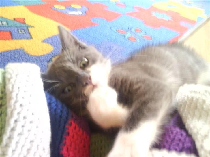 Huskat Laban ( Solgt )  billede 6