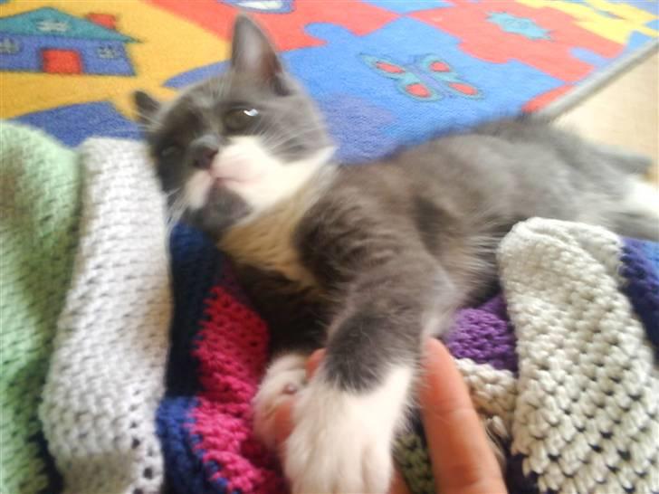 Huskat Laban ( Solgt )  billede 7