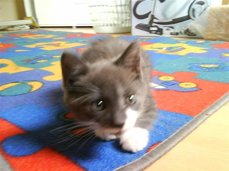 Huskat Laban ( Solgt )  billede 8