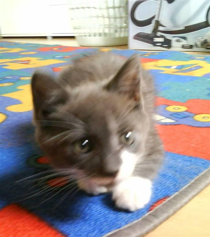 Huskat Laban ( Solgt )  billede 9