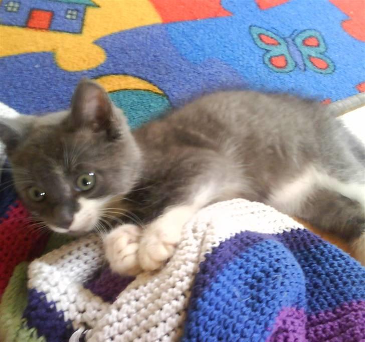 Huskat Laban ( Solgt )  billede 10