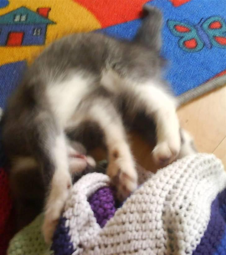 Huskat Laban ( Solgt )  billede 11