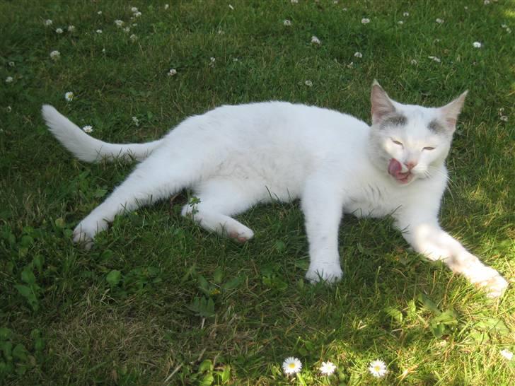 Huskat Isolde billede 20