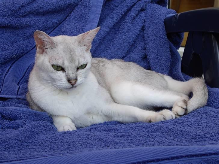 Burmilla Silke billede 6