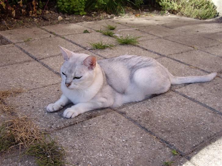 Burmilla Silke billede 7