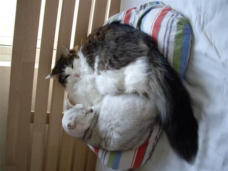 Burmilla Silke billede 8