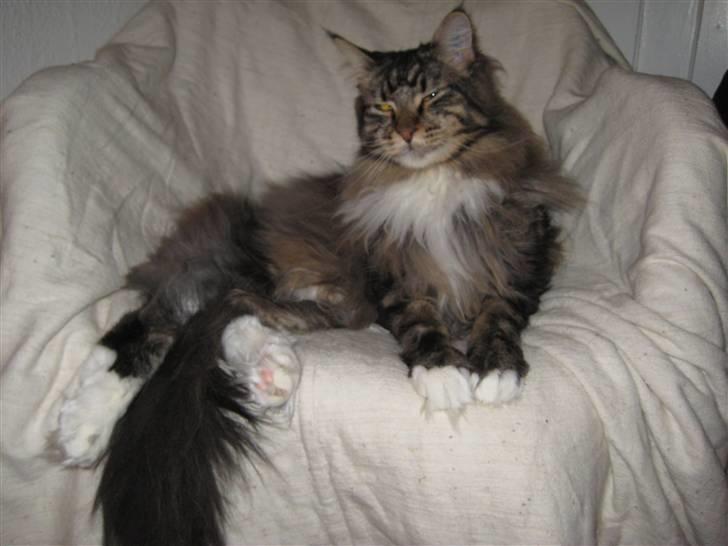 Maine Coon Findus Better Man billede 1