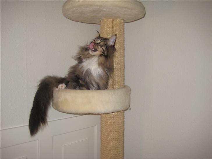 Maine Coon Findus Better Man billede 2