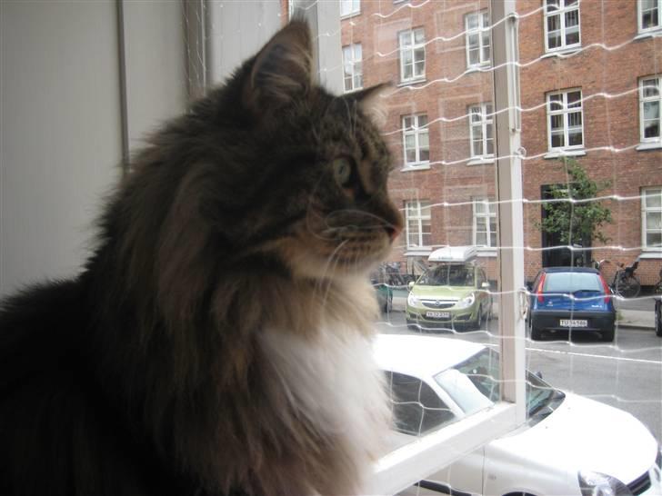 Maine Coon Findus Better Man billede 3