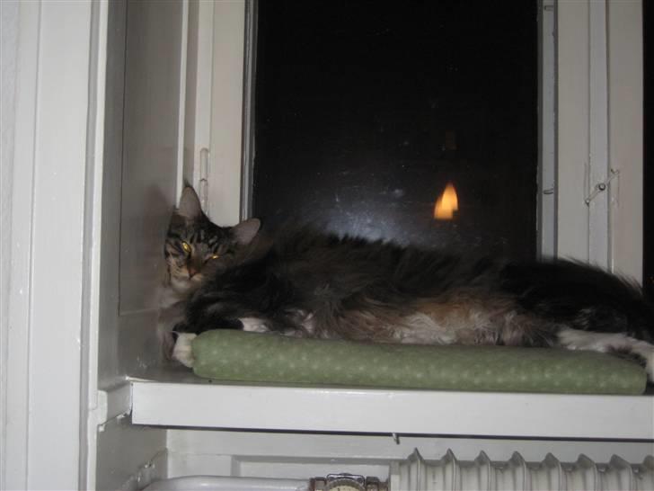 Maine Coon Findus Better Man billede 4