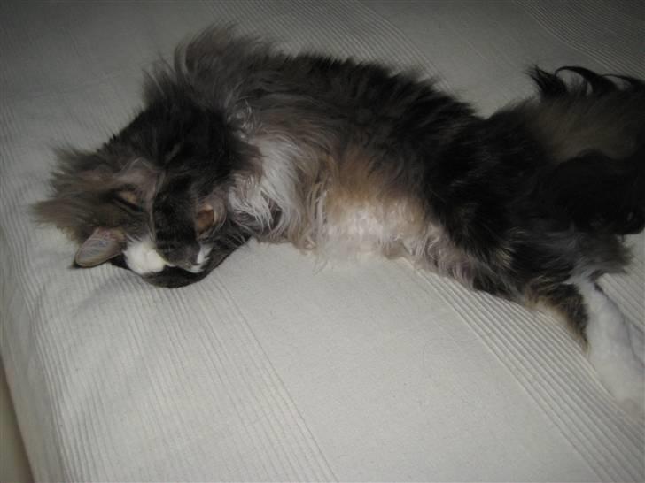 Maine Coon Findus Better Man billede 5