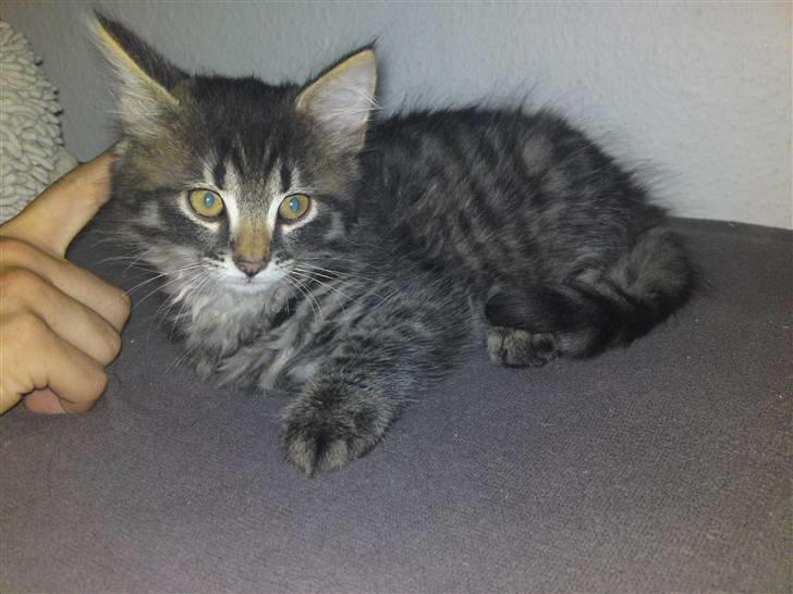 Huskat bølle solgt billede 1