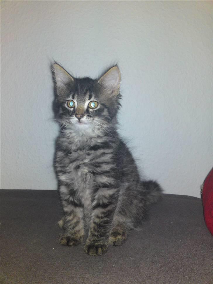 Huskat bølle solgt billede 2