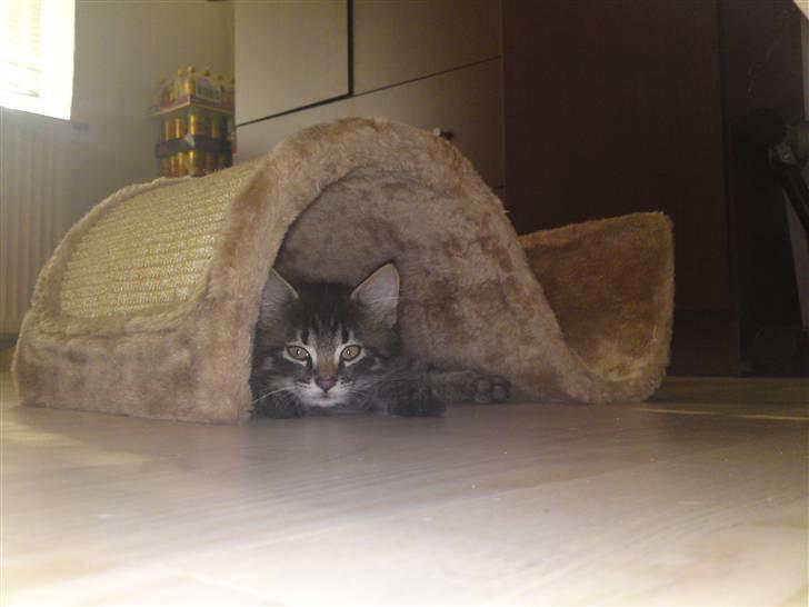 Huskat bølle solgt billede 3