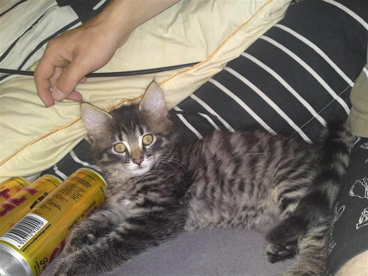 Huskat bølle solgt billede 4