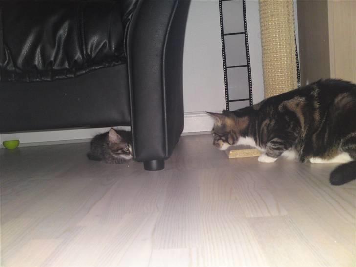 Huskat bølle solgt billede 6