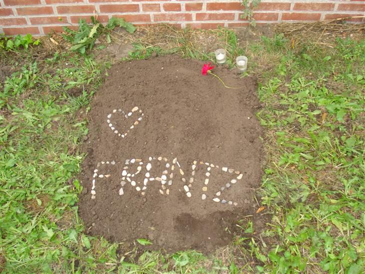 Huskat Frantz Ferdinan  - Frantz´ fine gravplads. RIP <3 billede 6