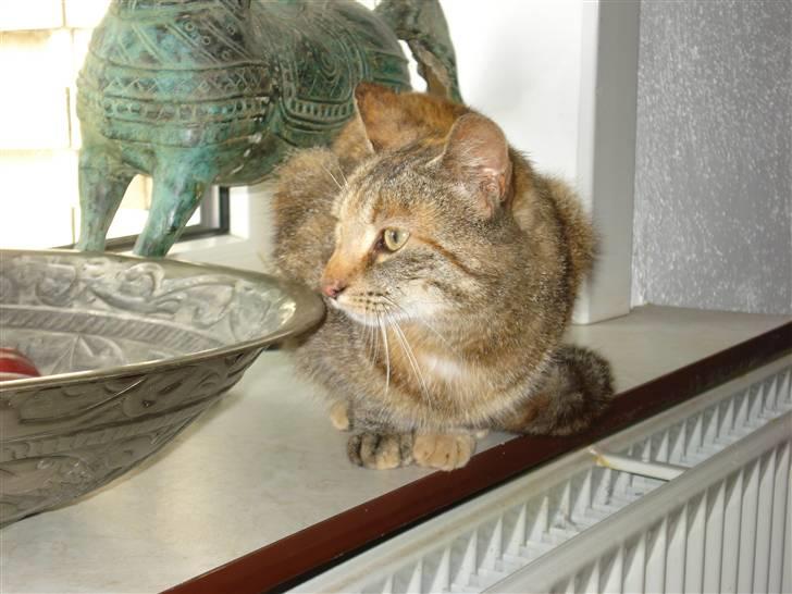 Huskat Pippi Amalie billede 6