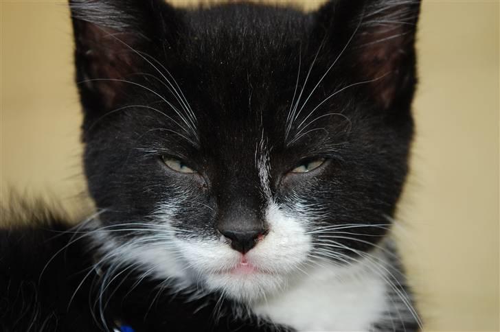 Blanding af racer Diablo billede 1