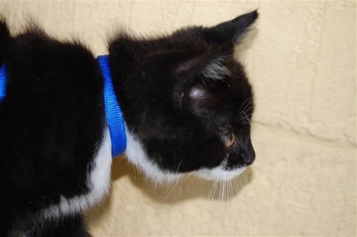 Blanding af racer Diablo billede 2