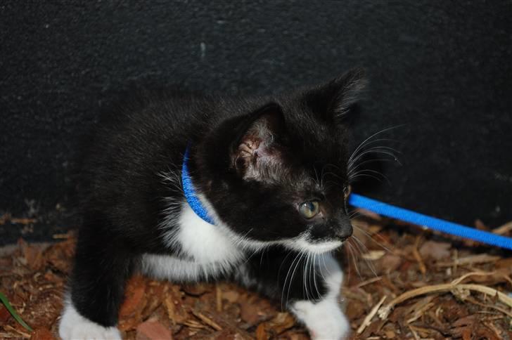 Blanding af racer Diablo billede 3