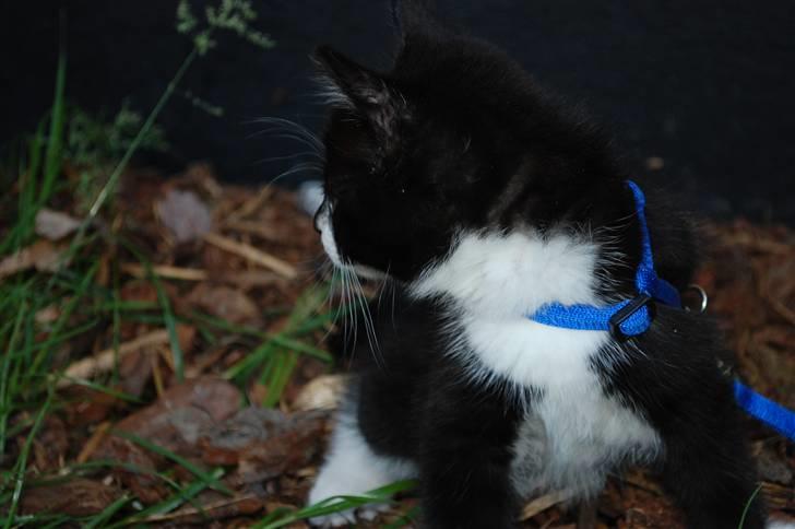 Blanding af racer Diablo billede 4