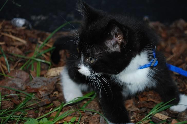 Blanding af racer Diablo billede 5