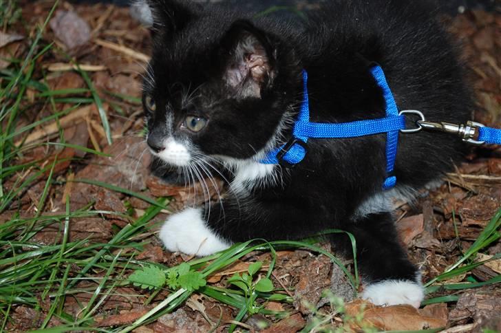 Blanding af racer Diablo billede 6