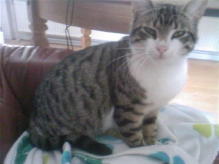 Blanding af racer Lille mis / Freja billede 14