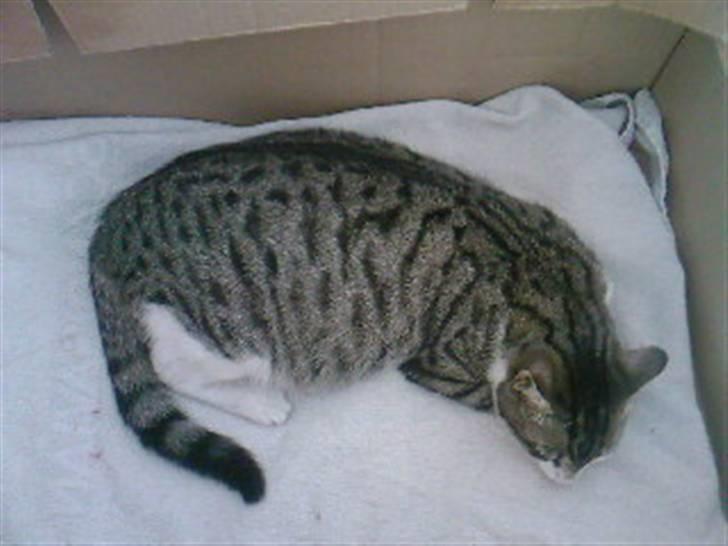 Blanding af racer Lille mis / Freja billede 15