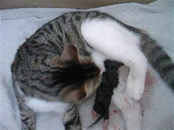 Blanding af racer Lille mis / Freja billede 16